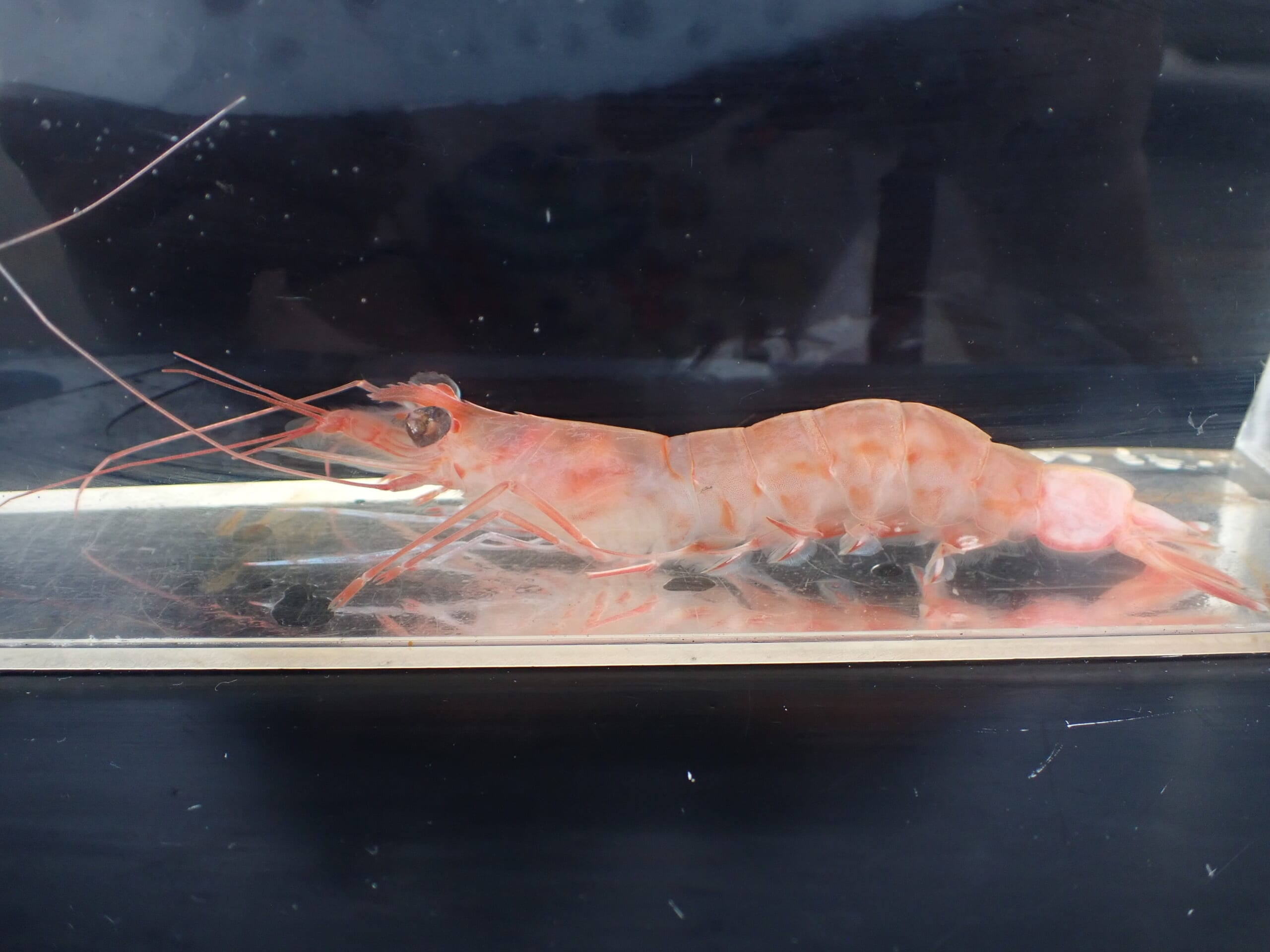 蒲郡市竹島水族館